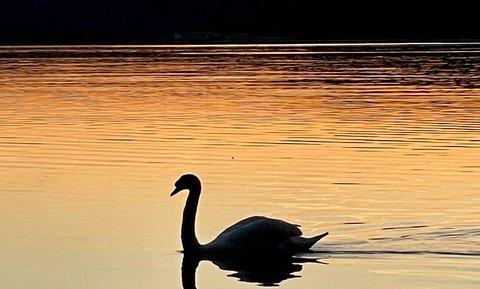 Schwan im Stienitzsee Schwan im Stienitzsee